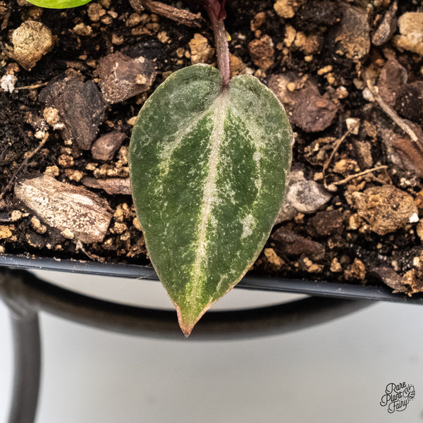 Variegated Anthurium Michelle '10' x Home, Sweet Home '32' by DocBlock® (wk4-US)