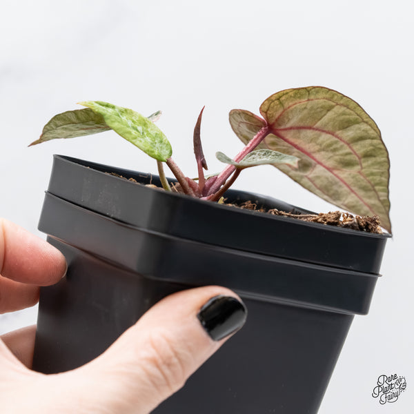 Variegated Anthurium Michelle '10' x Home, Sweet Home '32' by DocBlock® (wk4-US)