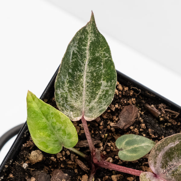 Variegated Anthurium Michelle '10' x Home, Sweet Home '32' by DocBlock® (wk4-US)