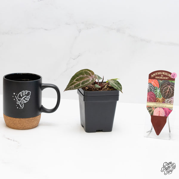 Variegated Anthurium Michelle '10' x Home, Sweet Home '32' by DocBlock® (wk4-US)