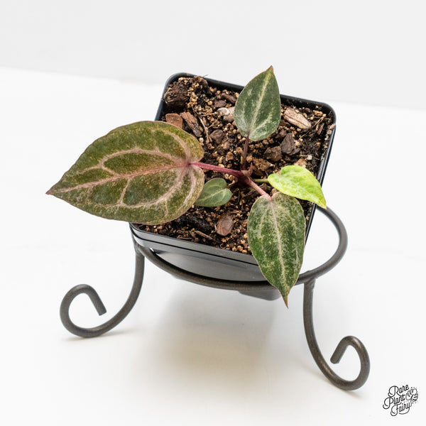 Variegated Anthurium Michelle '10' x Home, Sweet Home '32' by DocBlock® (wk4-US)