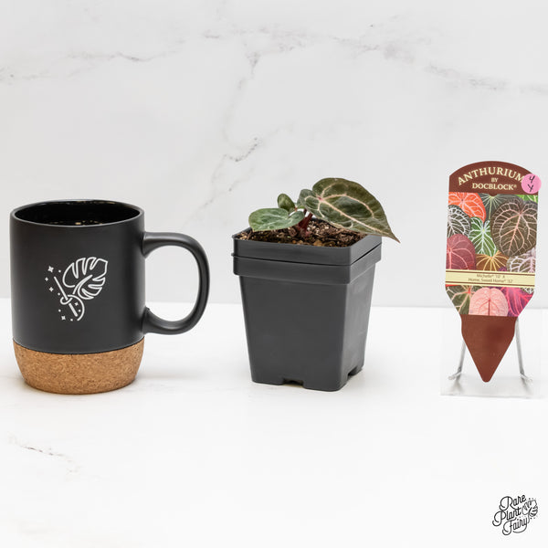 Anthurium Michelle '10' x Home, Sweet Home '32' by DocBlock® (wk4-Y)