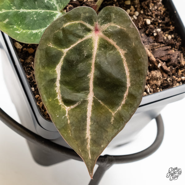 Anthurium Michelle '10' x Home, Sweet Home '32' by DocBlock® (wk4-Y)