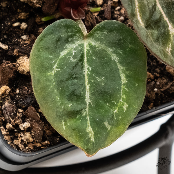 Anthurium Michelle '10' x Home, Sweet Home '32' by DocBlock® (wk4-Y)