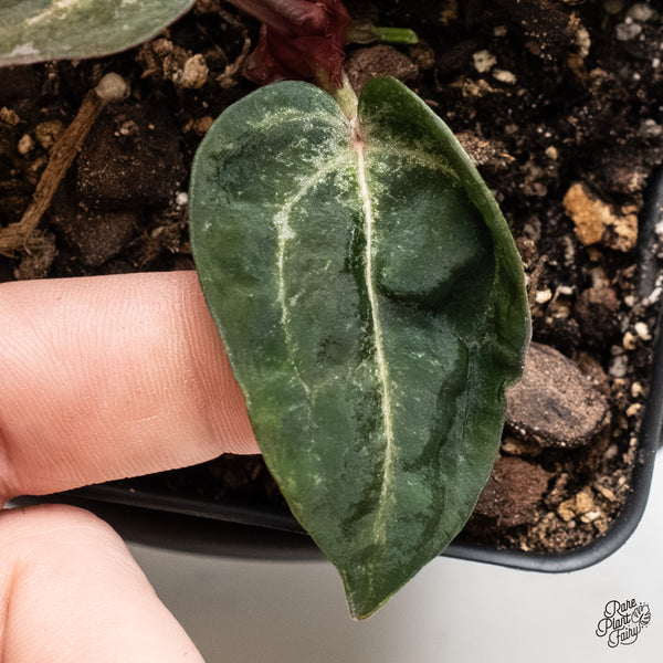 Anthurium Michelle '10' x Home, Sweet Home '32' by DocBlock® (wk4-Y)