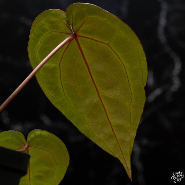 Anthurium Michelle '10' x Minerva '20' by DocBlock® *Grower's choice*