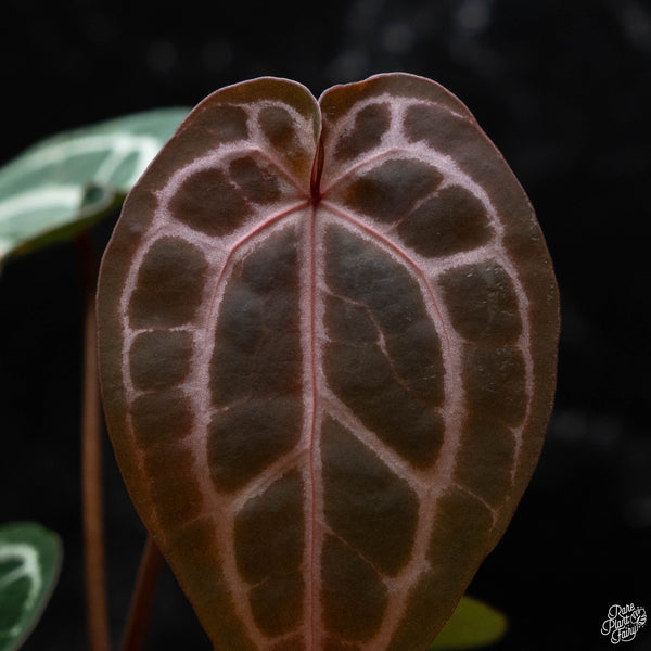 Anthurium Michelle '10' x Minerva '20' by DocBlock® *Grower's choice*