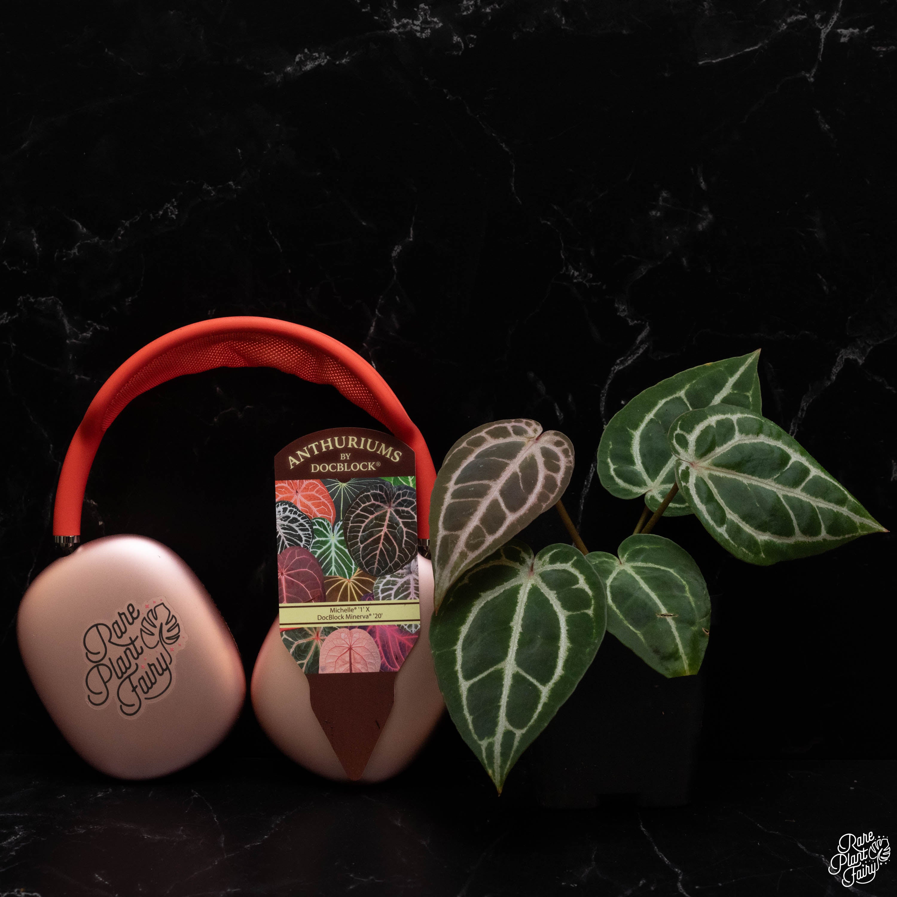 Anthurium Michelle '1' x Minerva '20' by DocBlock® *Grower's