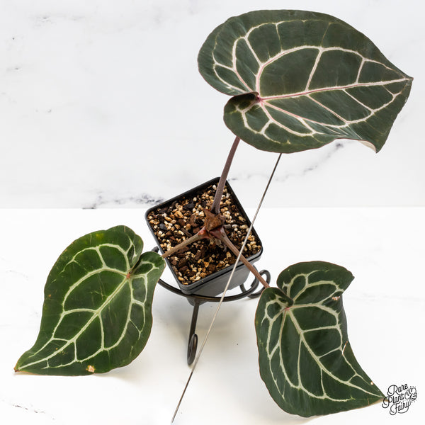 Anthurium Michelle '1' x Minerva '20' by DocBlock® (wk51-P)