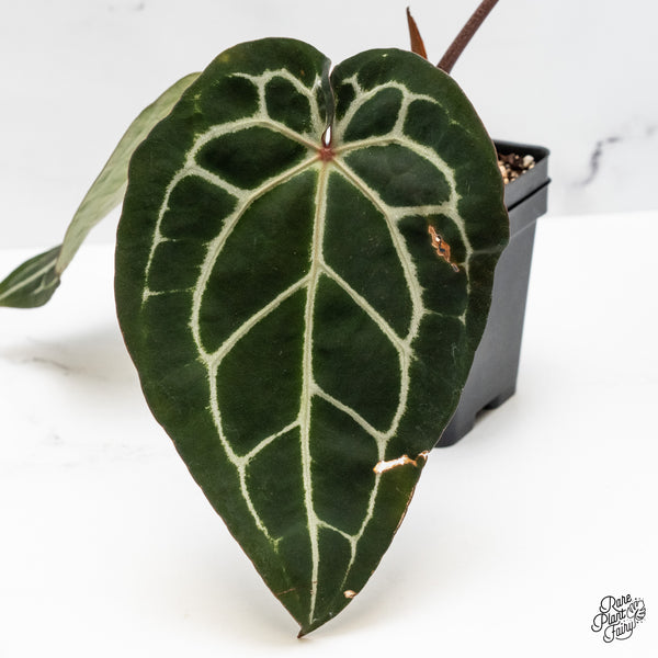 Anthurium Michelle '1' x Minerva '20' by DocBlock® (wk51-P)