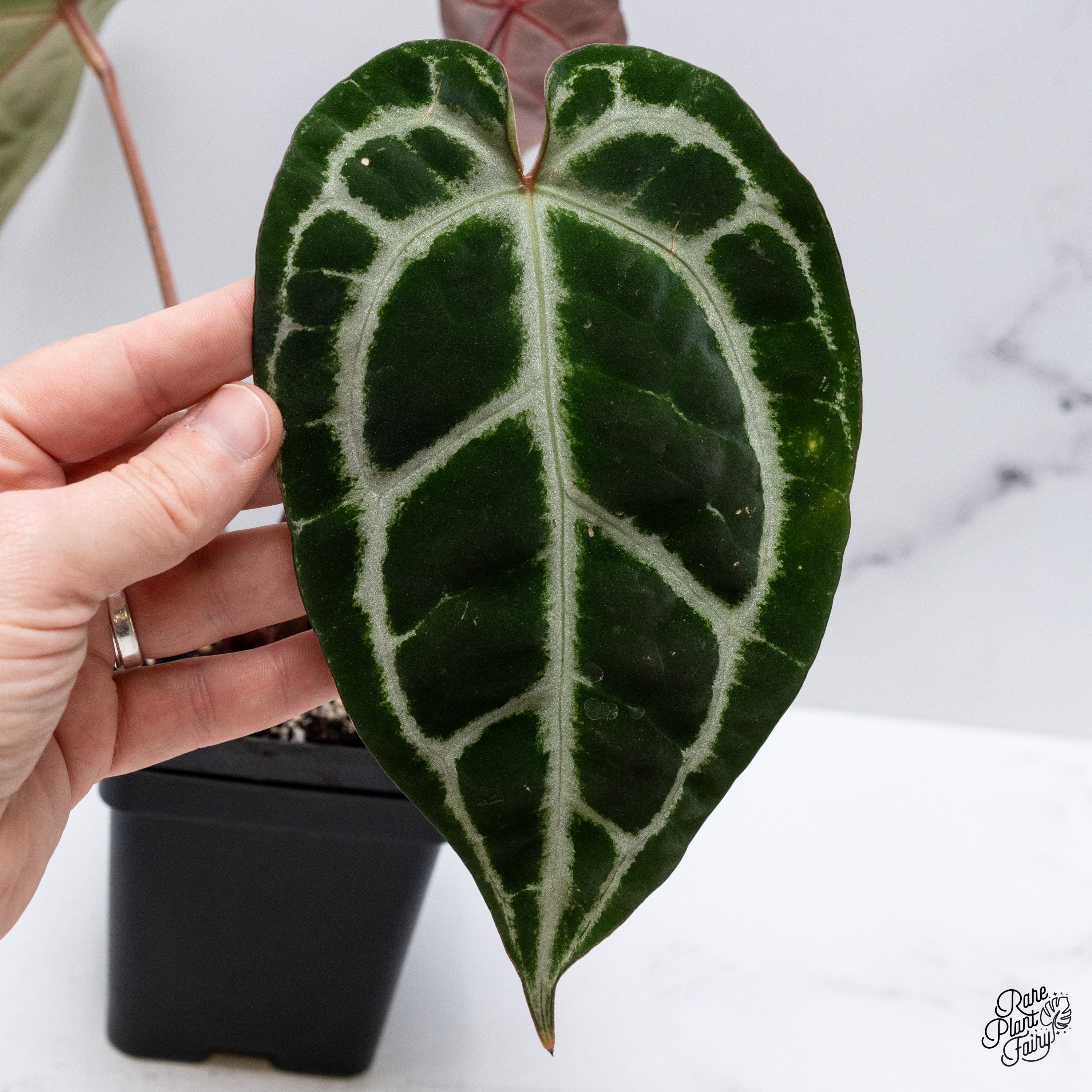 その他観葉植物 Anthurium Michelle by Docblock Anthurium 'Michelle' by Doc Block – Carnivero