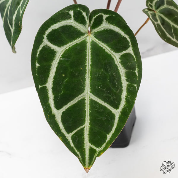 Anthurium Michelle '1' x DocBlock Purple Rain '27' by DocBlock® (wk44-H)