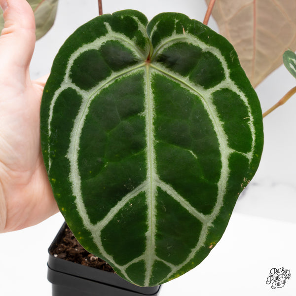 Anthurium Michelle '1' x DocBlock Purple Rain '27' by DocBlock® (wk44-H)