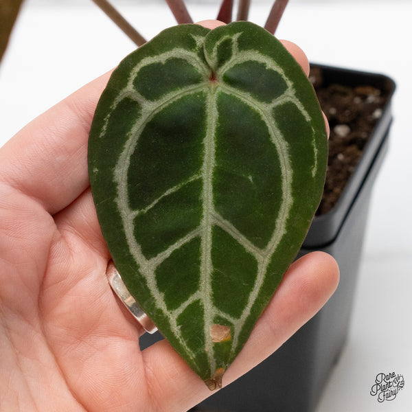 Anthurium Michelle '1' x DocBlock Purple Rain '27' by DocBlock® (wk44-H)