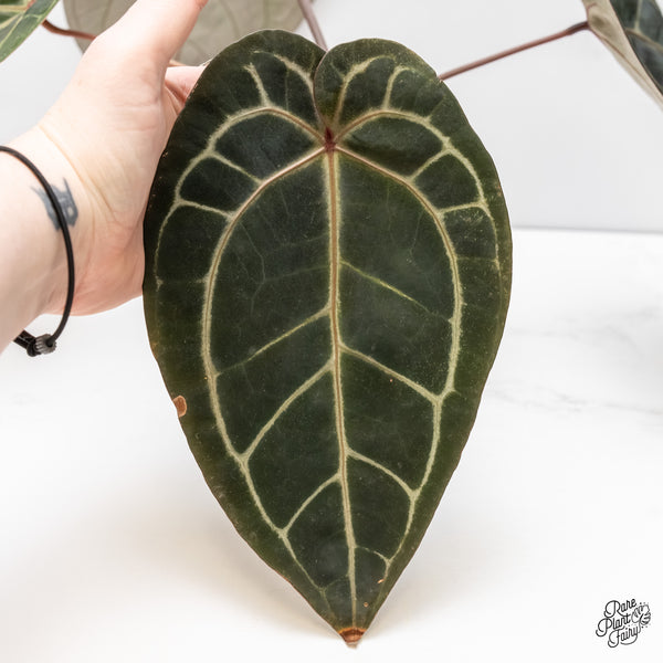 Anthurium Michelle '1' x Red Velvet Cake '24' by DocBlock® (wk4-G)