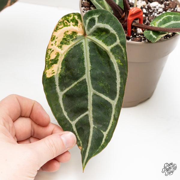 Anthurium 'Michelle' by DocBlock® variegated (wk52-UQ)