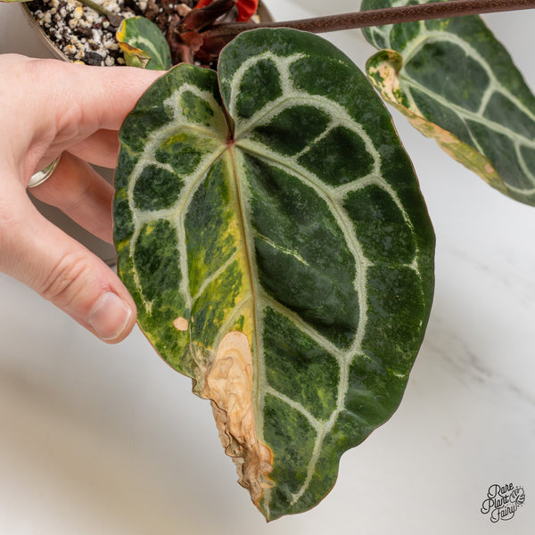 Anthurium 'Michelle' by DocBlock® variegated (wk52-UQ)