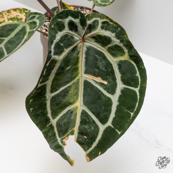 Anthurium 'Michelle' by DocBlock® variegated (wk52-UQ)