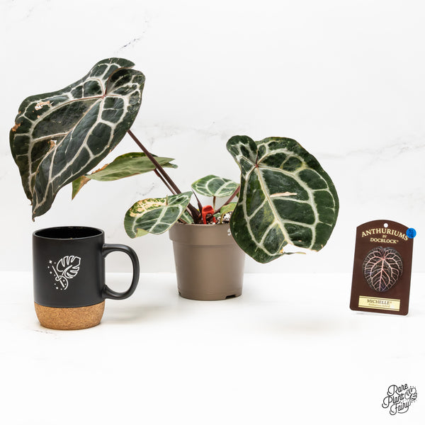 Anthurium 'Michelle' by DocBlock® variegated (wk52-UQ)