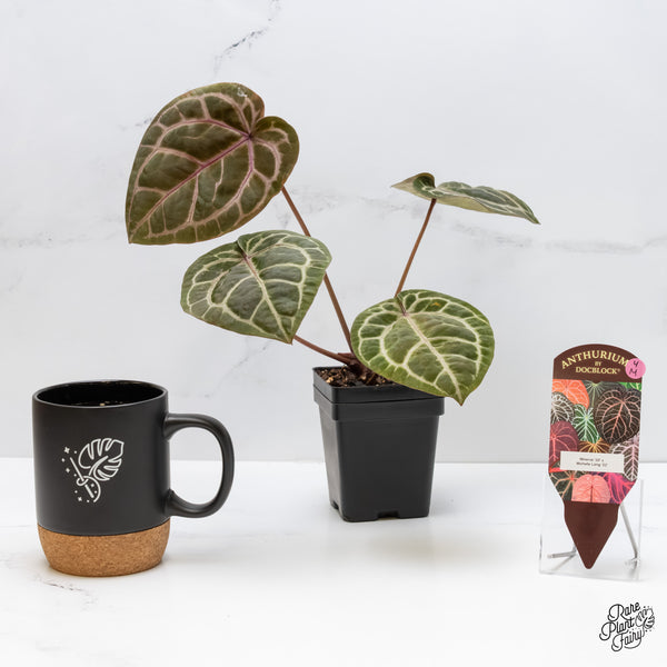 Anthurium Minerva '20' x Michelle Long '22' by DocBlock® (wk4-M) *Violet Veins*