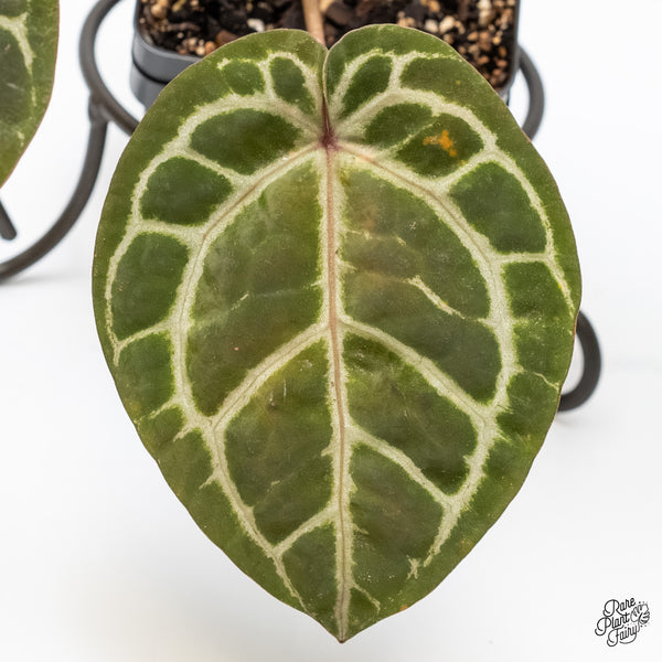 Anthurium Minerva '20' x Michelle Long '22' by DocBlock® (wk4-M) *Violet Veins*