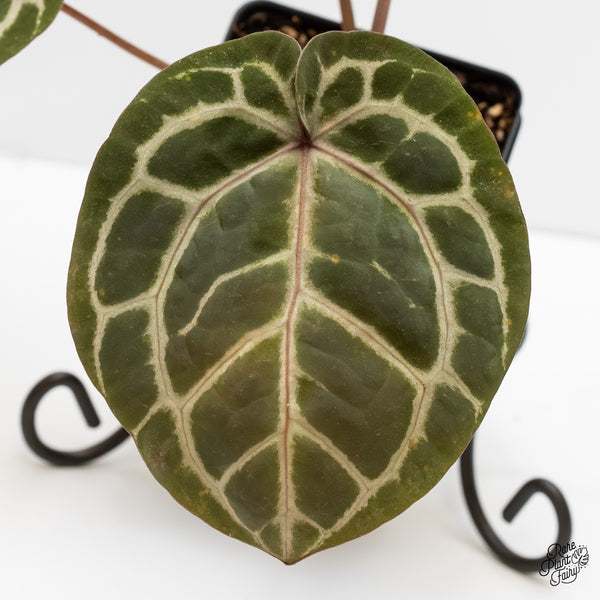 Anthurium Minerva '20' x Michelle Long '22' by DocBlock® (wk4-M) *Violet Veins*