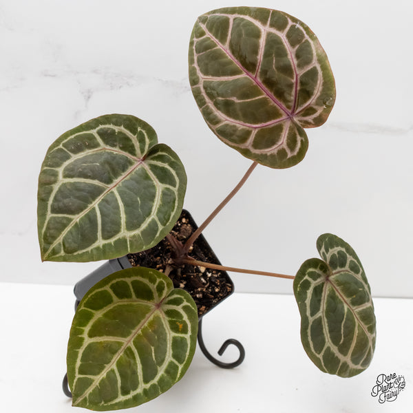 Anthurium Minerva '20' x Michelle Long '22' by DocBlock® (wk4-M) *Violet Veins*