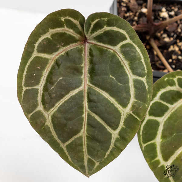 Anthurium Minerva '20' x Michelle Long '22' by DocBlock® (wk4-M) *Violet Veins*