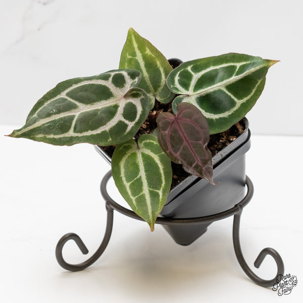 Anthurium Minerva '20' x Minerva '20' by DocBlock® (wk4-X)