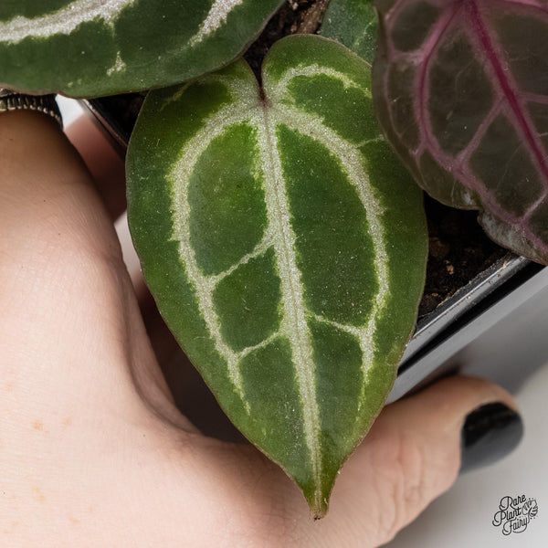 Anthurium Minerva '20' x Minerva '20' by DocBlock® (wk4-X)