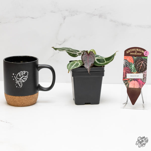 Anthurium Minerva '20' x Minerva '20' by DocBlock® (wk4-X)