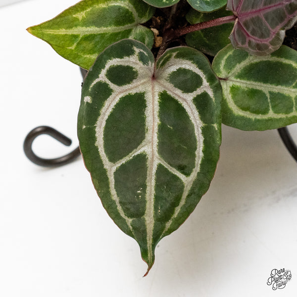 Anthurium Minerva '20' x Minerva '20' by DocBlock® (wk4-X)