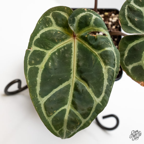 Anthurium Orange '26' x DocBlock Crystal Red '12' by DocBlock® (wk4-S)