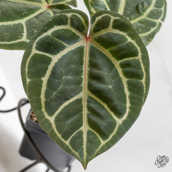 Anthurium Orange '26' x DocBlock Crystal Red '12' by DocBlock® (wk4-S)