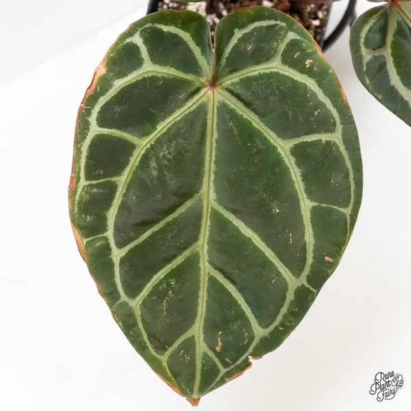 Anthurium Orange '26' x DocBlock Crystal Red '12' by DocBlock® (wk4-S)