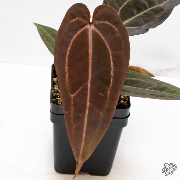 Anthurium Purple Rain '27' x Red Velvet Cake '24' by DocBlock® (wk43-S)