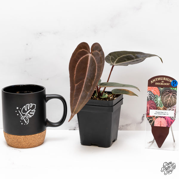 Anthurium Purple Rain '27' x Red Velvet Cake '24' by DocBlock® (wk43-S)