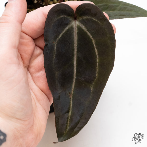 Anthurium Purple Rain '27' x Red Velvet Cake '24' by DocBlock® (wk43-S)