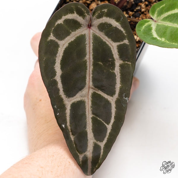 Anthurium Purple Rain '27' x Red Velvet Cake '24' by DocBlock® (wk45-AA)