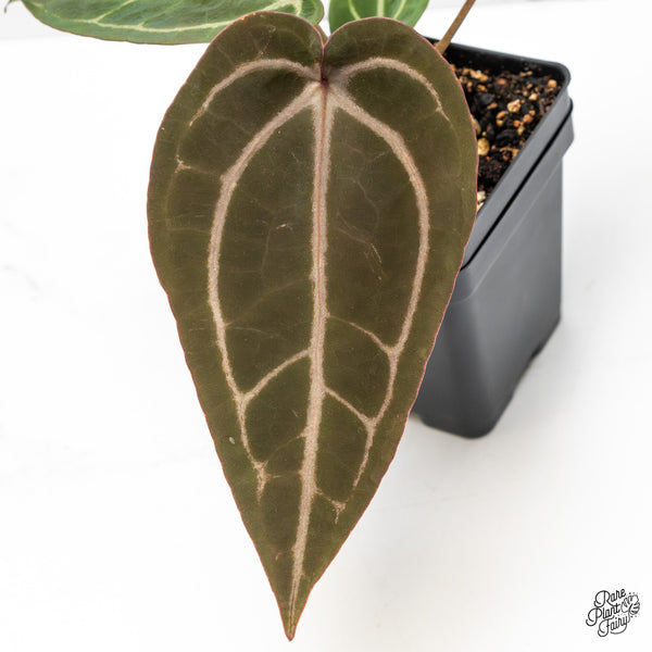 Anthurium Purple Rain '27' x Red Velvet Cake '24' by DocBlock® (wk51-A)