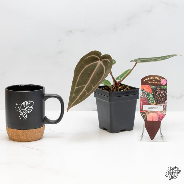 Anthurium Purple Rain '27' x Red Velvet Cake '24' by DocBlock® (wk51-A)