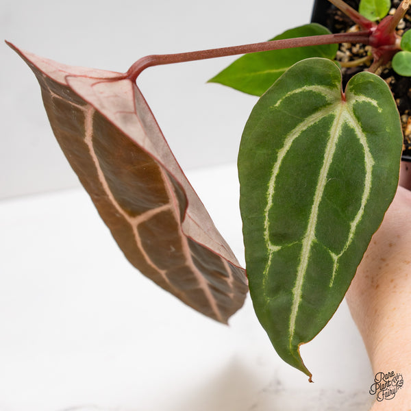 Anthurium Purple Rain '27' x Red Velvet Cake '24' by DocBlock® (wk51-X)