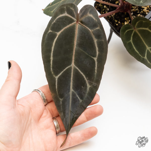 Anthurium Purple Rain '27' x Red Velvet Cake '24' by DocBlock® (wk4-U)