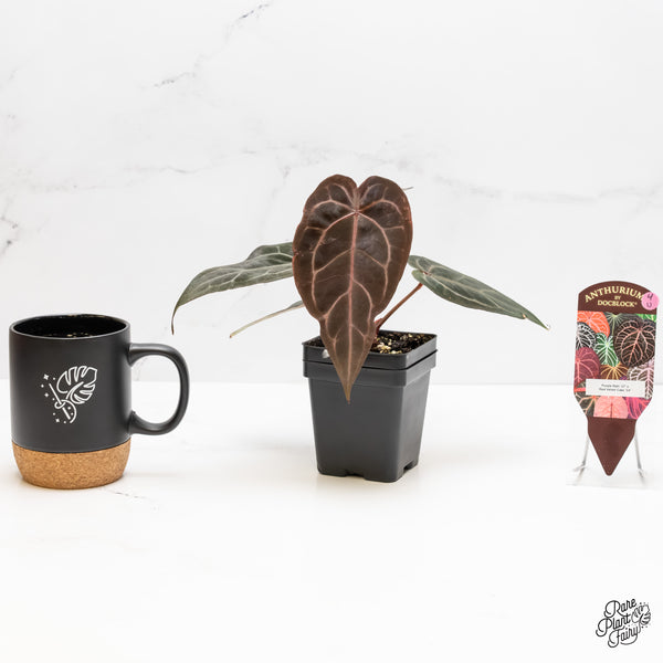 Anthurium Purple Rain '27' x Red Velvet Cake '24' by DocBlock® (wk4-U)