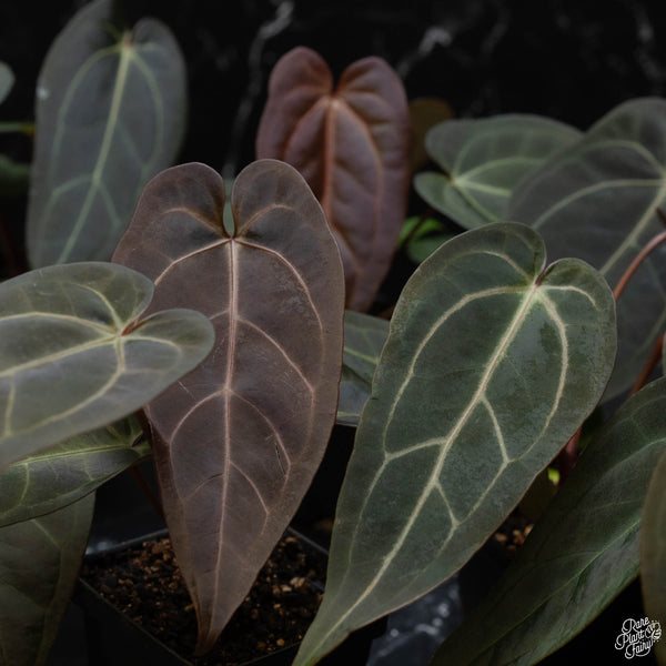 Anthurium Red Velvet Cake '24' x Dark and Handsome '9' by DocBlock® *Grower's choice*