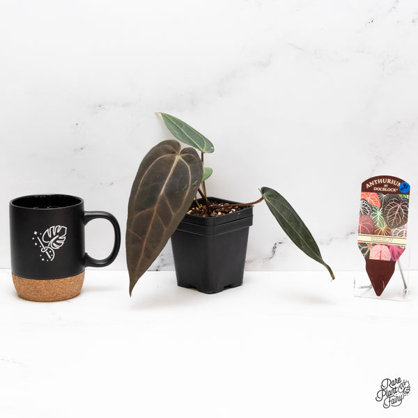 Anthurium Red Velvet Cake '24' x Dark & Handsome '9' by DocBlock® (wk43-F)