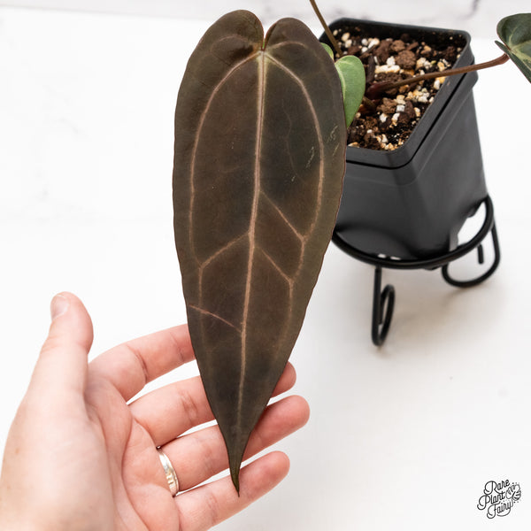 Anthurium Red Velvet Cake '24' x Dark & Handsome '9' by DocBlock® (wk43-F)