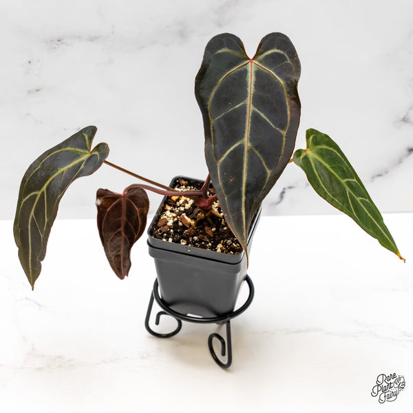 Anthurium Red Velvet Cake '24' x Dark & Handsome '9' by DocBlock® (wk45-M)