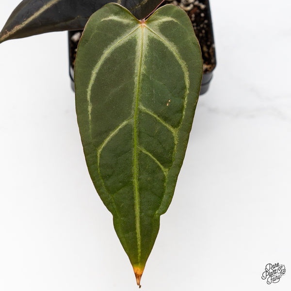 Anthurium Red Velvet Cake '24' x Dark & Handsome '9' by DocBlock® (wk45-M)