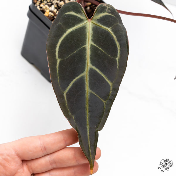 Anthurium Red Velvet Cake '24' x Dark & Handsome '9' by DocBlock® (wk45-M)